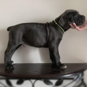 Alternative view of Rocky Blue Boy
