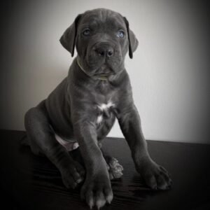 Rocky Blue Boy