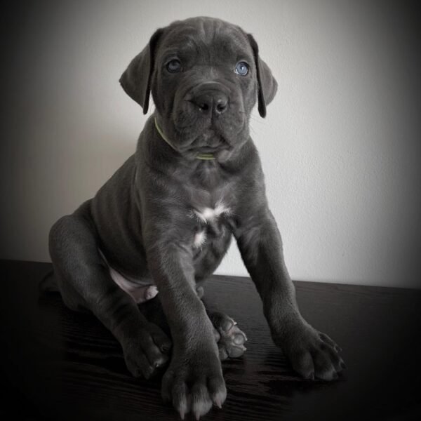 Rocky Blue Boy