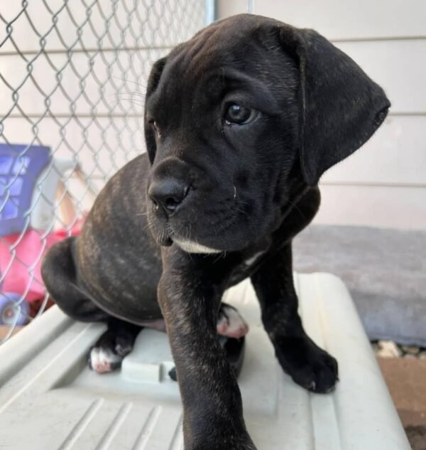 Koda Brindle Boy - Image 3