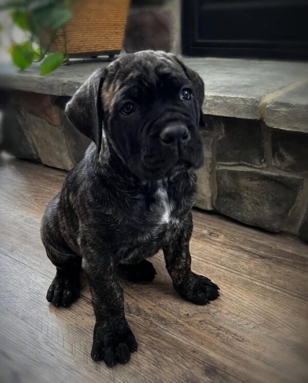 Bella - Image 4
