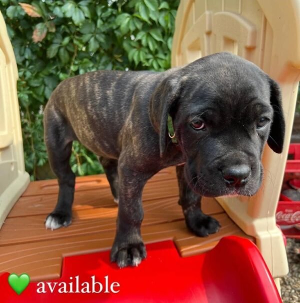 Koda Brindle Boy - Image 4