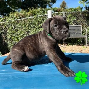 Koda Brindle Boy