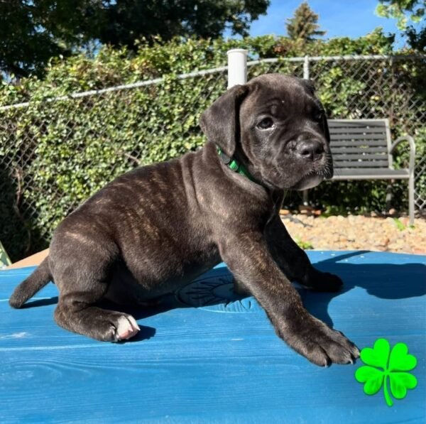 Koda Brindle Boy