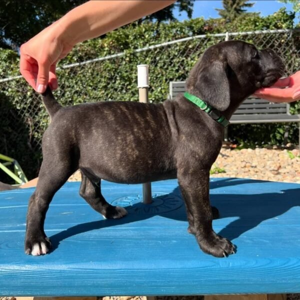 Koda Brindle Boy - Image 6