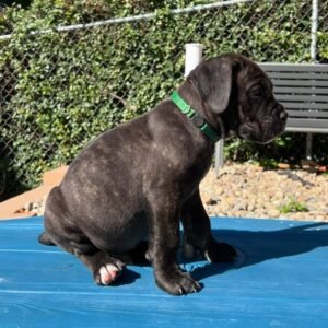 Alternative view of Koda Brindle Boy