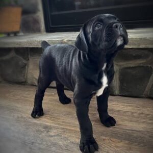 Nala