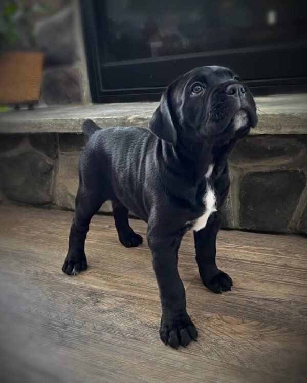 Nala