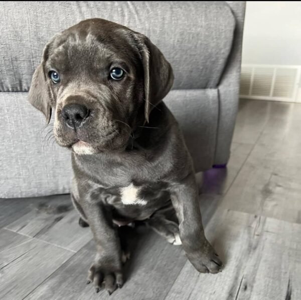 Roxy Blue Girl - Image 3