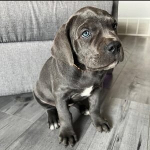 Roxy Blue Girl