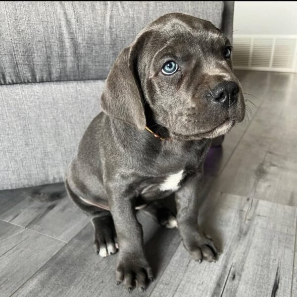 Roxy Blue Girl